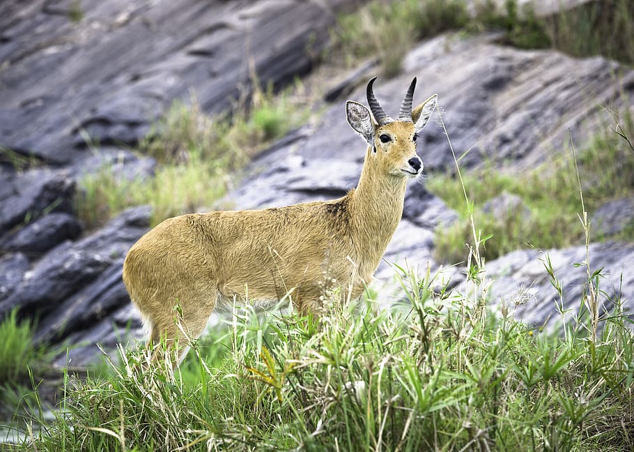 Brown Antelope Standing on Green Grass, animal, animal photography, HD wallpaper
