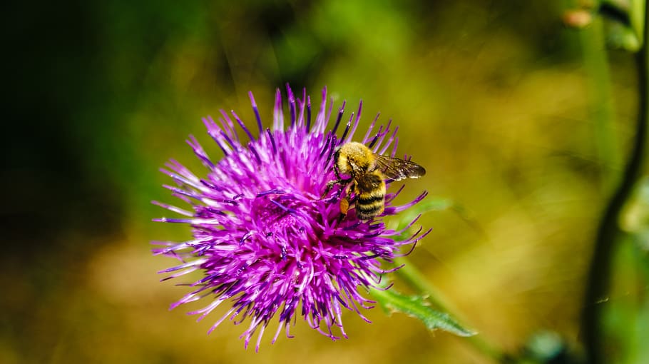 flower, bee, flowering plant, invertebrate, insect, animal themes HD wallpaper
