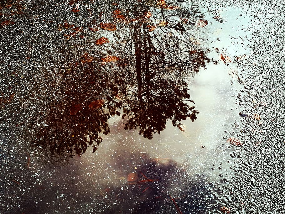 Trees Reflected on Water, close-up, colors, environment, ground HD wallpaper