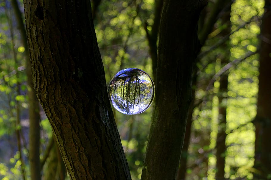 tree, forest, glass ball, magic, fantasy, sign on, secret, light HD wallpaper
