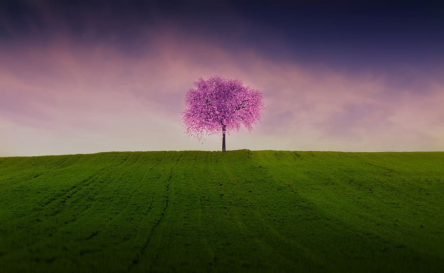 tree, spring, green, pink, nature, branch, blossom, bloom, flowers HD wallpaper