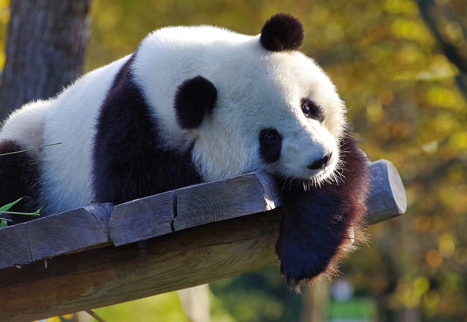 panda, giant panda, bamboo, china, endangered, fluffy, zoo, HD wallpaper