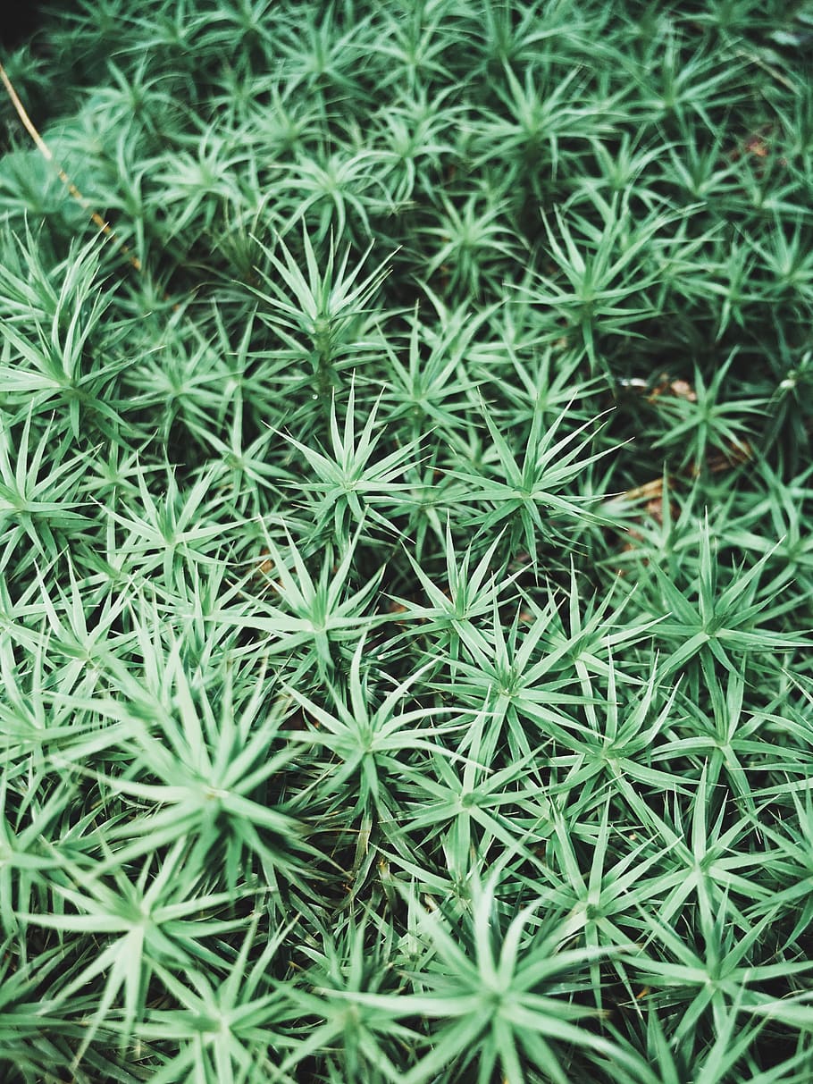 growth, plant, green color, full frame, backgrounds, no people HD wallpaper