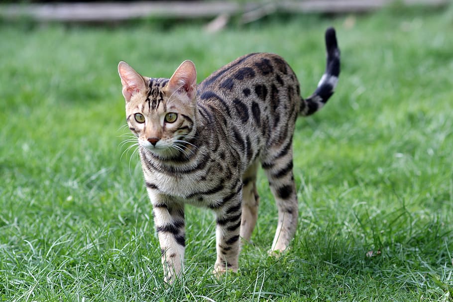 bengal, cat, pet, breed, kitten, bengal kitten, bengali, grass HD wallpaper