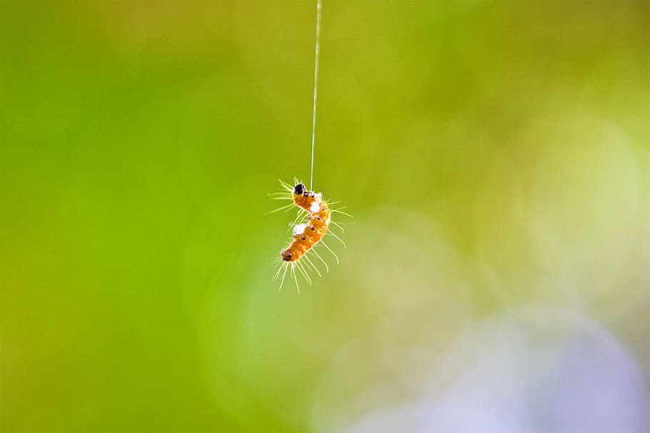 新加坡, 兀兰, nature, one animal, animal themes, invertebrate HD wallpaper