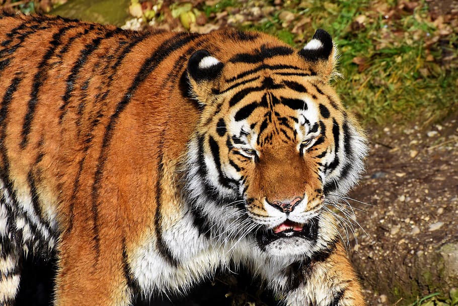 tiger, big cat, predator, wildcat, tiger head, dangerous, noble HD wallpaper