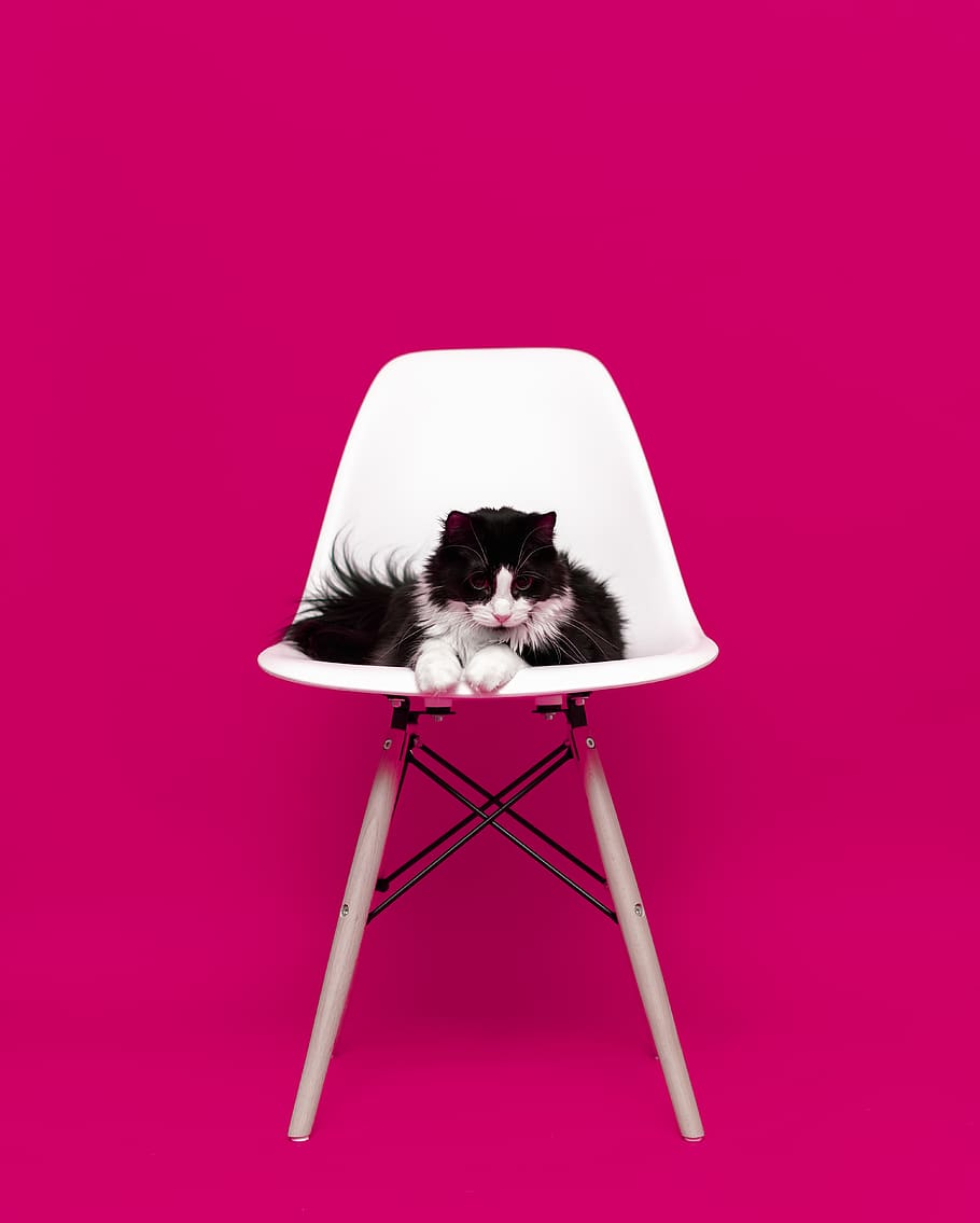 black and white cat, pets, domestic, domestic animals, mammal HD wallpaper