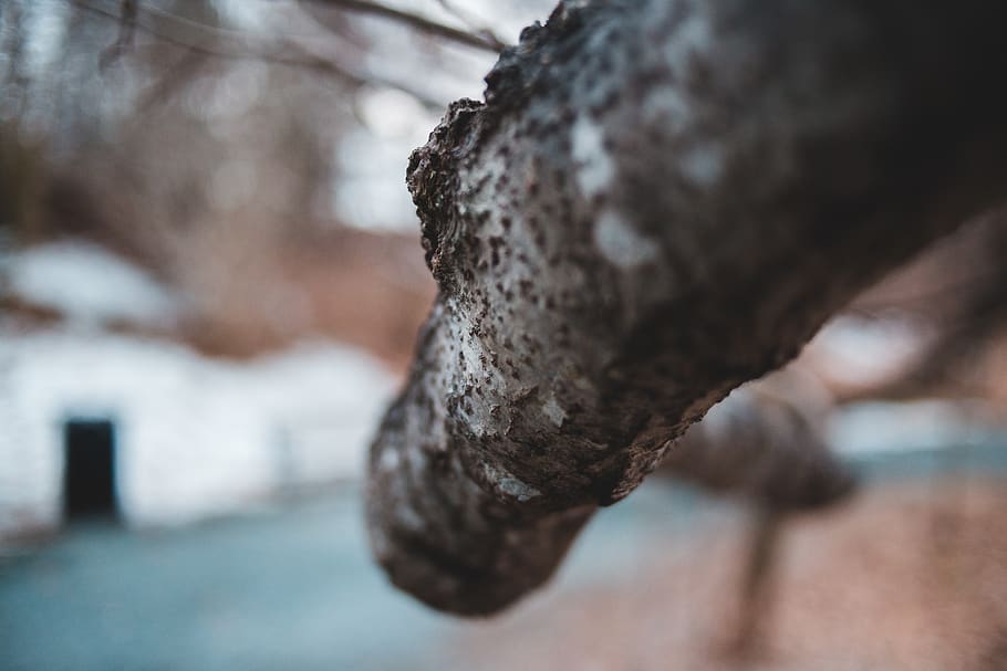 plant, tree, tree trunk, bird, animal, rust, banister, handrail HD wallpaper