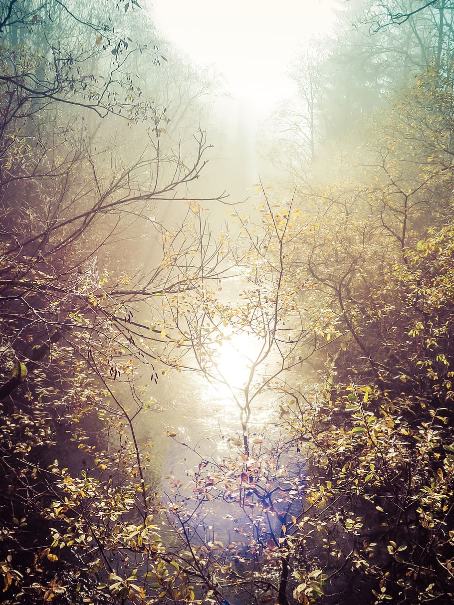 trees, autumn, river, plant, nature, beauty in nature, tranquility HD wallpaper
