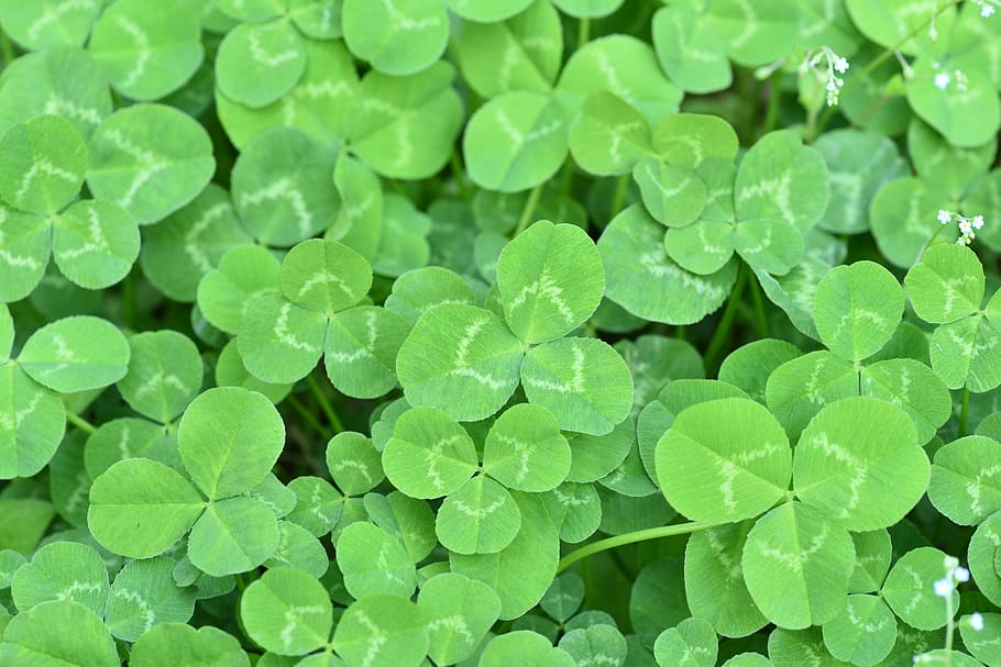 clover, three leaf clover, happy, greenness, green color, plant HD wallpaper