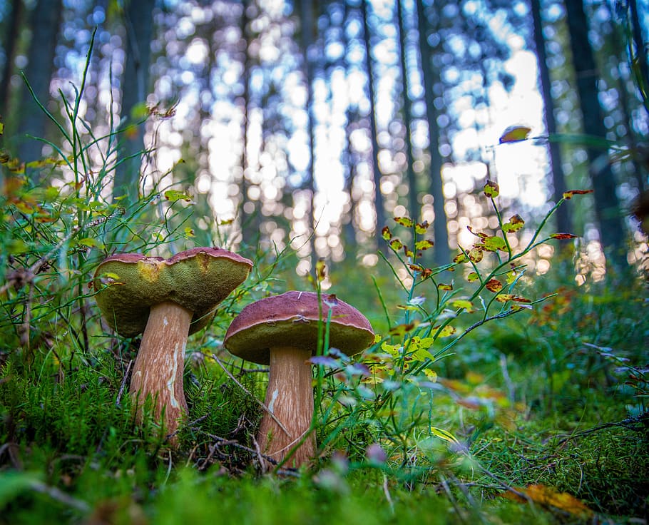 mushrooms, bor, white, autumn, forest, trees, edible, cap, leg