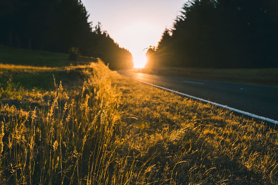 selective focus photography of grass, sunset, sunrise, road, route, HD wallpaper