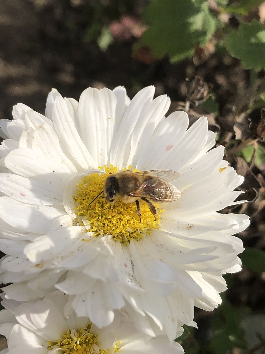 flower, bee, insect, pollen, yellow, macro, flowering plant HD wallpaper