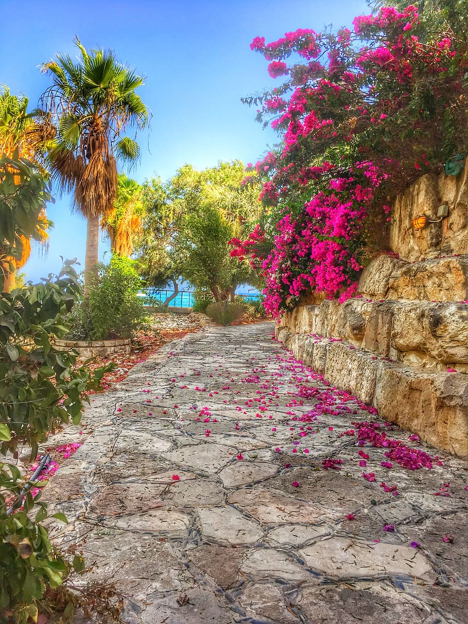 path, flowers, palm, nature, cyprus, mediterranean, plant, tree, HD wallpaper