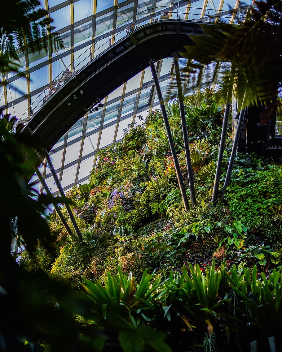 green leafed plants at daytime, outdoors, arbour, garden, architecture HD wallpaper