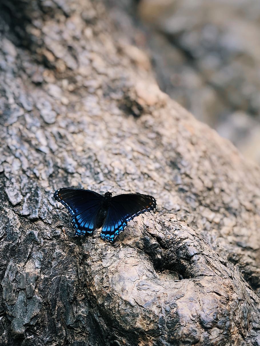 butterfly, summer, one animal, animals in the wild, animal wildlife HD wallpaper