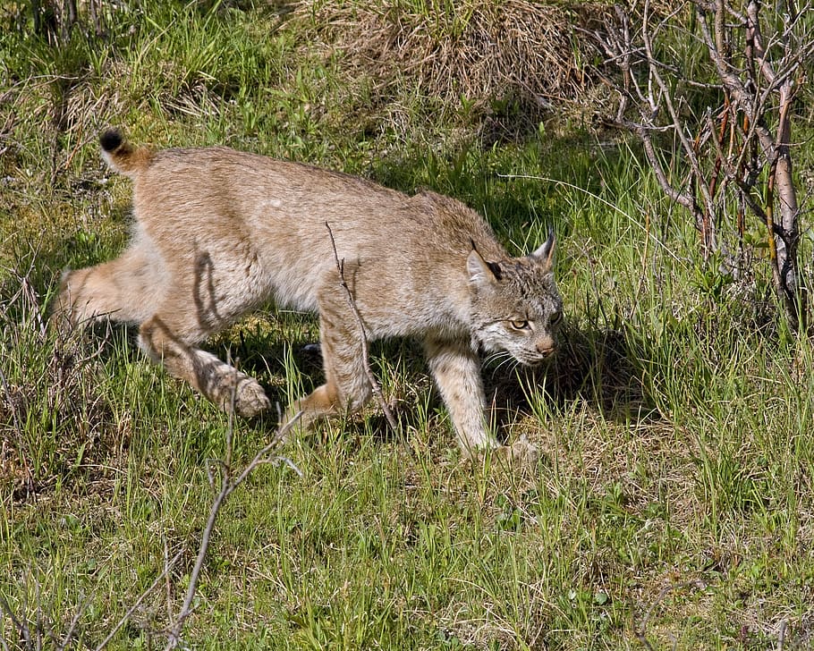 bobcat, lynx, predator, stalking, walking, wildlife, nature HD wallpaper