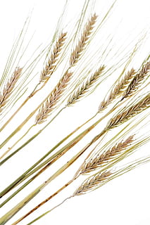 cereal, close-up, corn, crop, dry, ear, farm, farming, fascicle HD wallpaper