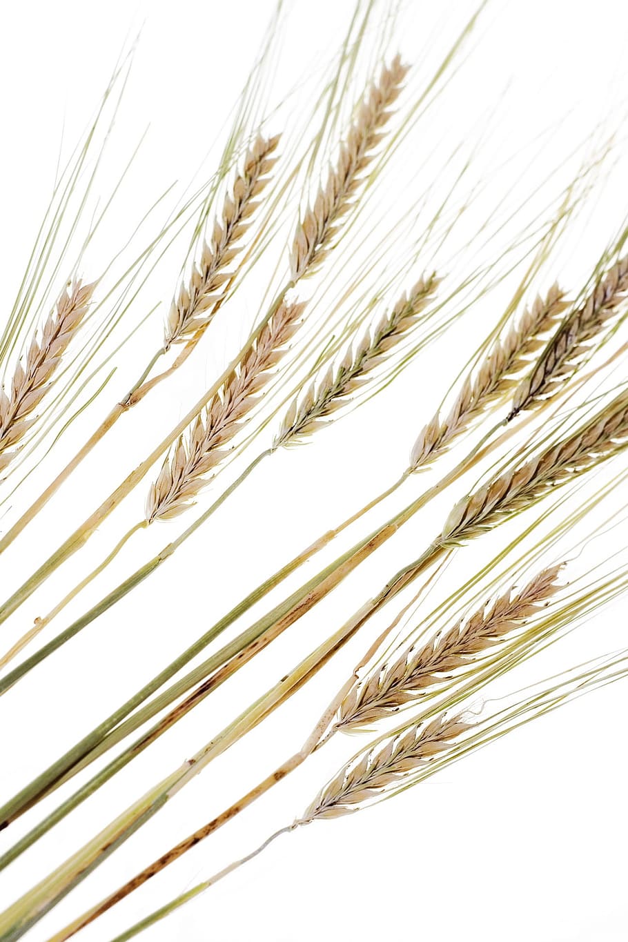 cereal, close-up, corn, crop, dry, ear, farm, farming, fascicle HD wallpaper