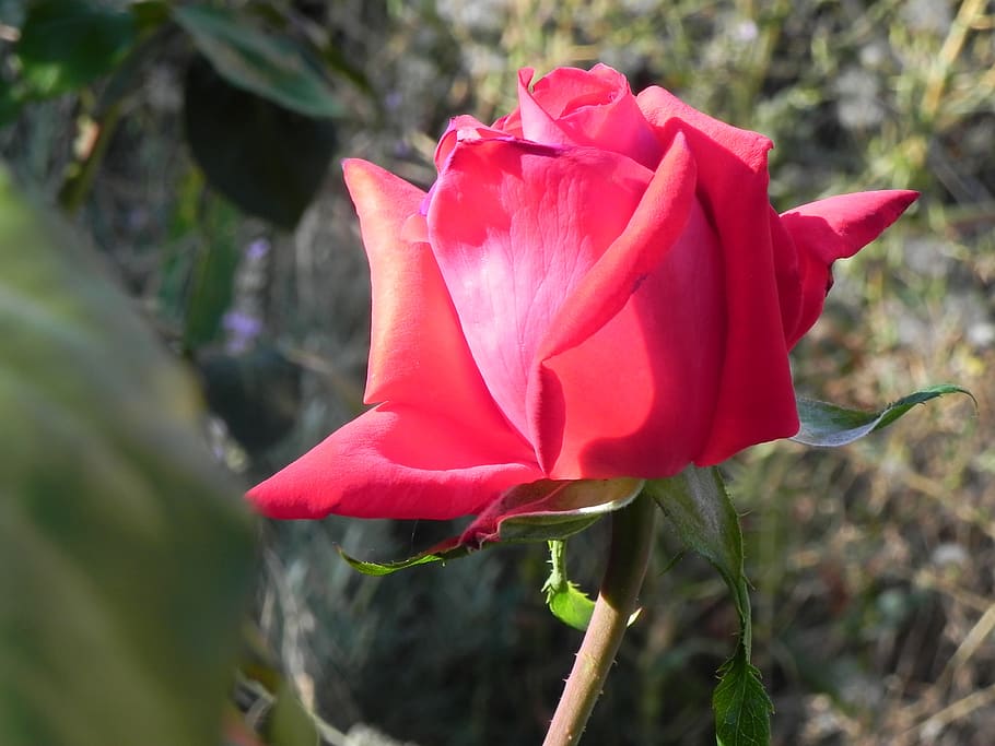 rosa, red, flower, romantic, roses, romance, beauty, flowering HD wallpaper