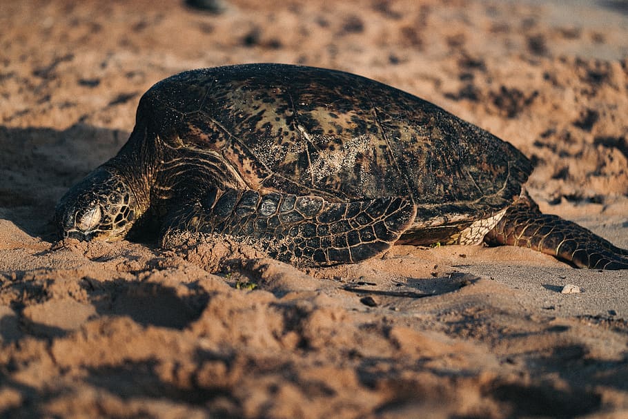 turtle on seashore, reptile, animals in the wild, animal wildlife HD wallpaper