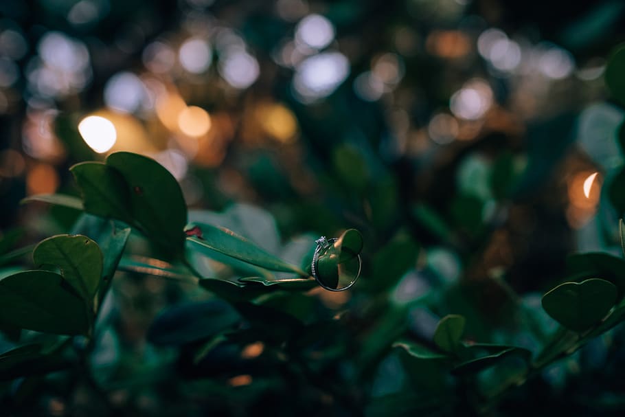 plant, leaf, aquatic, water, flower, blossom, animal, night HD wallpaper