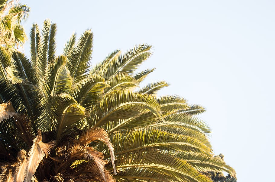 green palm tree under white sky, plant, arecaceae, vegetation HD wallpaper