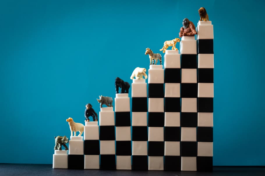 Assorted Pack of Dogs Table Decor, animals, black, blocks, blue, HD wallpaper