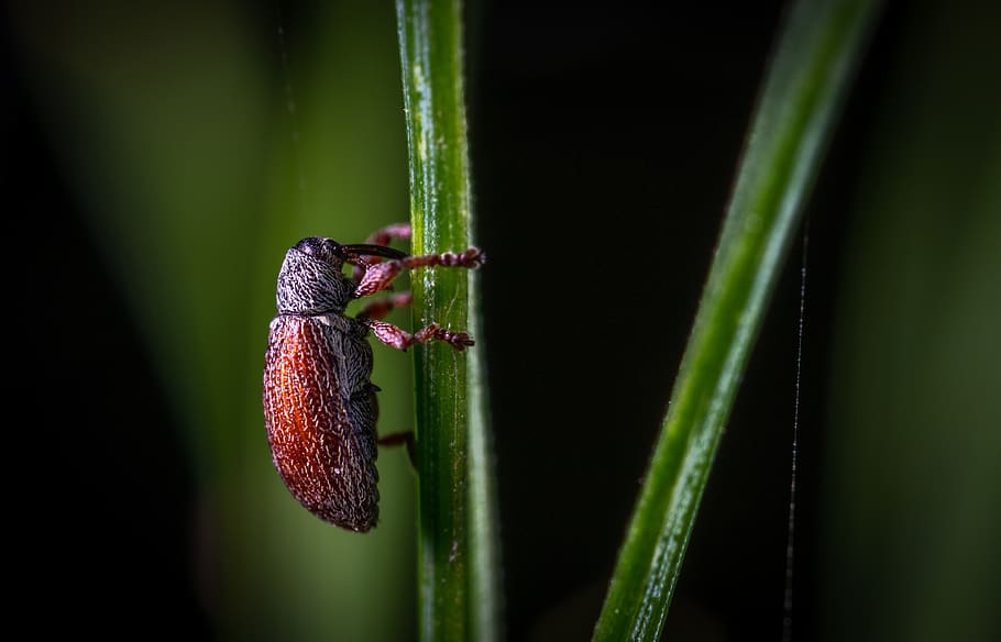 Close-up Photography of Red Insect, beetle, bug, invertebrate HD wallpaper