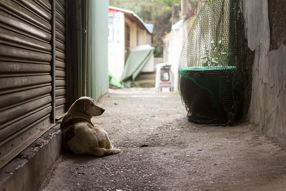 taiwan, kaohsiung city, dog, alley, animal, animal themes, one animal