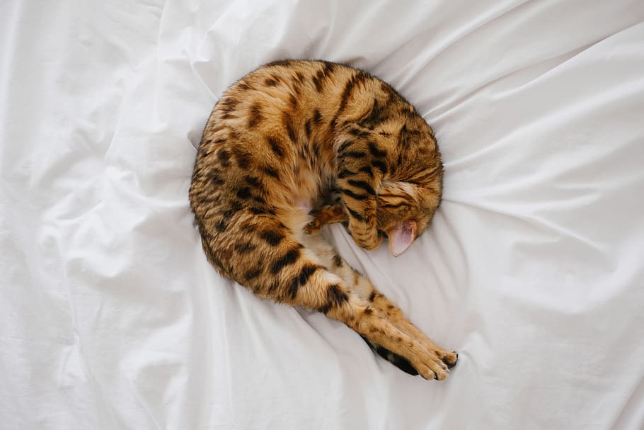 cat, bengal, curled up, shrimpcat, catshrimp, stretching cat, HD wallpaper