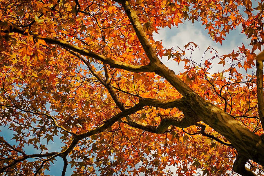 maple, tree, nature, leaves, red, plant, flora, wood, color HD wallpaper