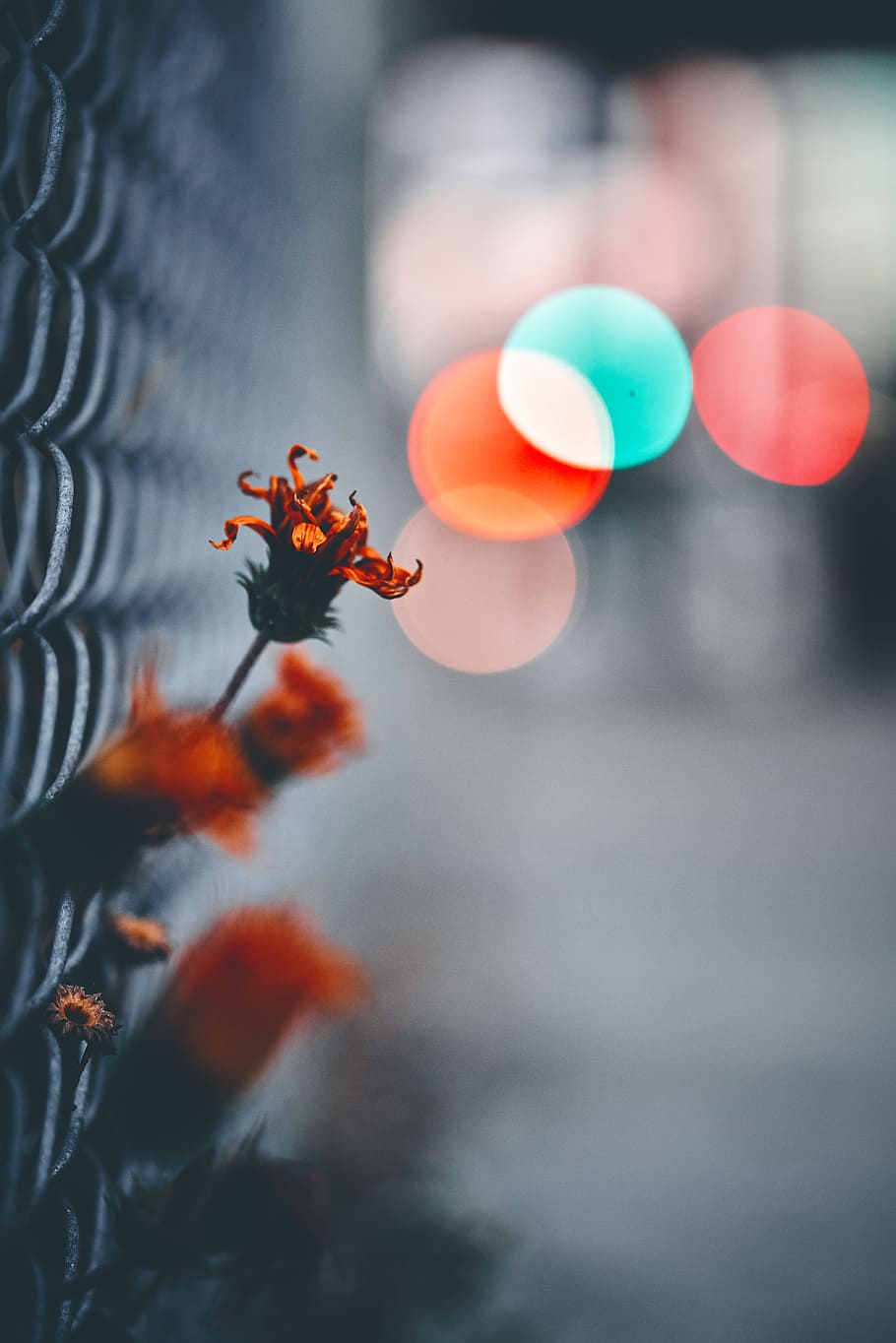 orange petaled flower close-up photography, selective focus, orange color HD wallpaper