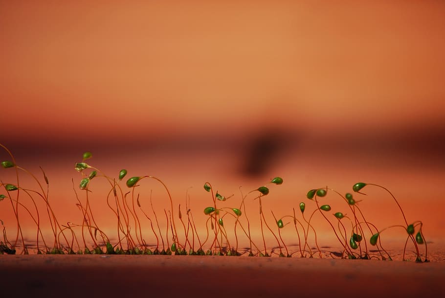 moss, plants, background, nature, affix, the nature of the HD wallpaper