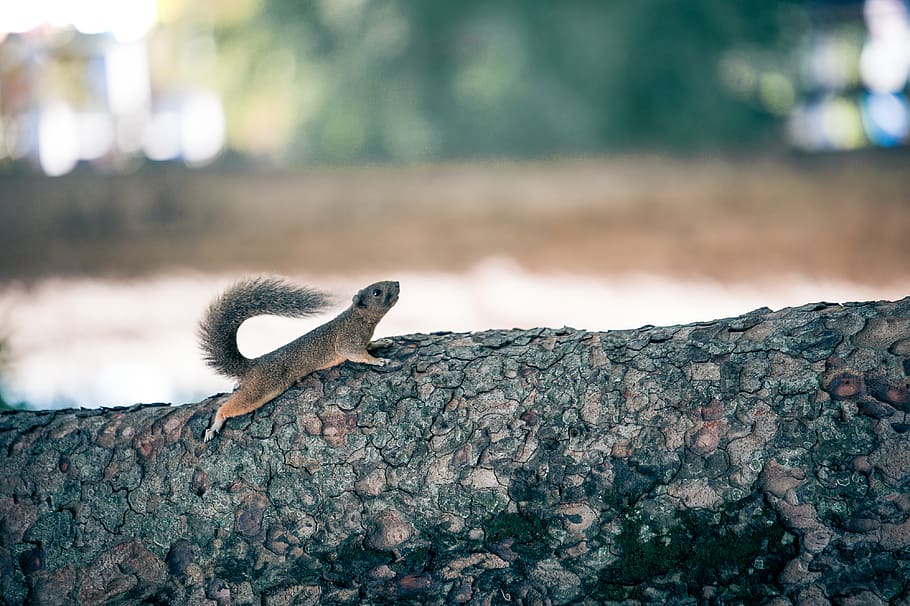 brown squirrel on log, bird, animal, booby, rodent, mammal, tao đàn park HD wallpaper