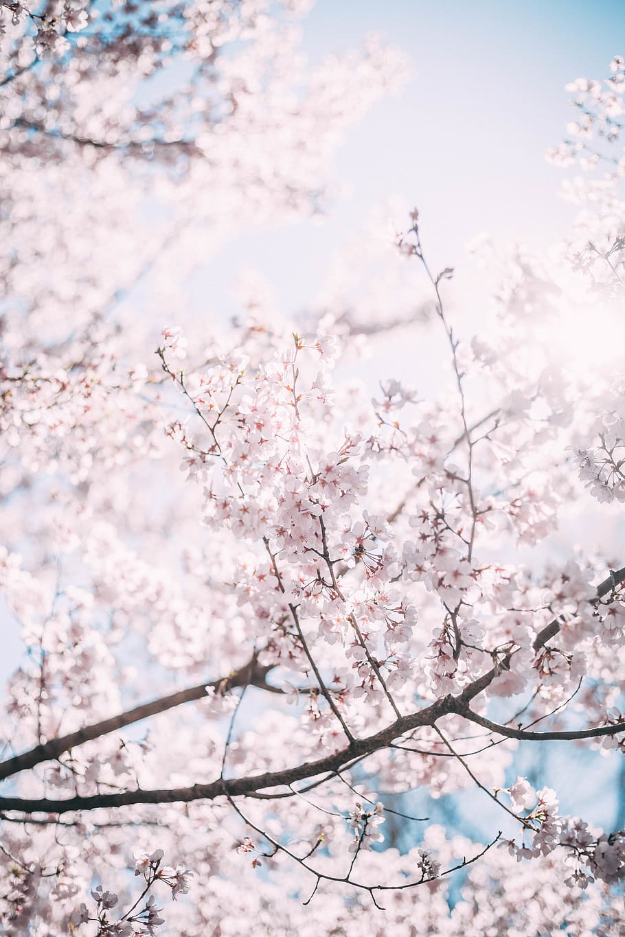 pink cherry blossoms, tree, flowering plant, pink color, fragility HD wallpaper