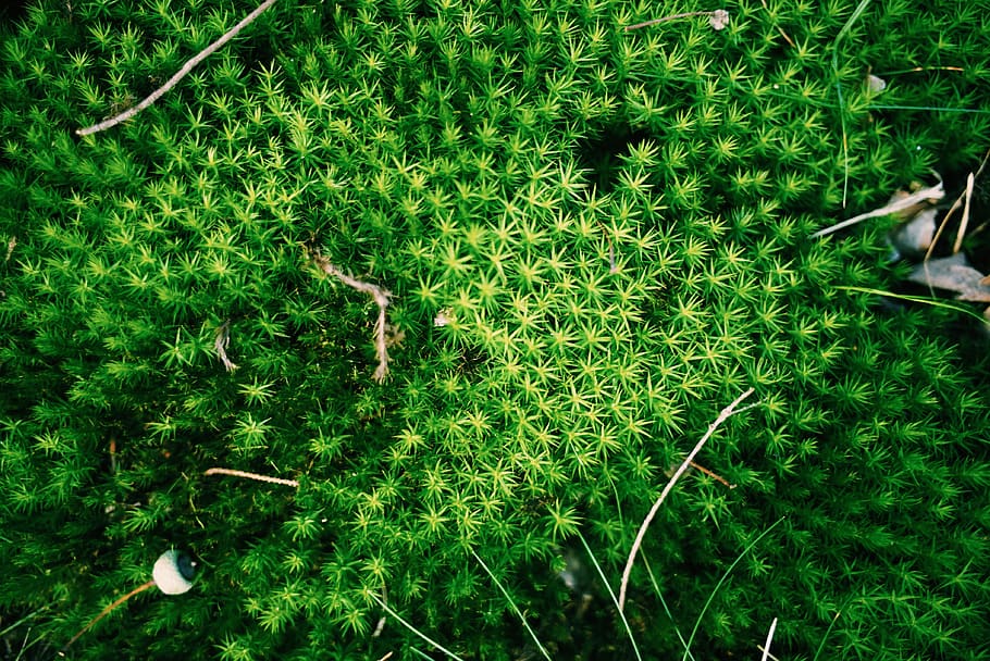 moss, plant, forest, vegetation, nature, green, life, green color HD wallpaper