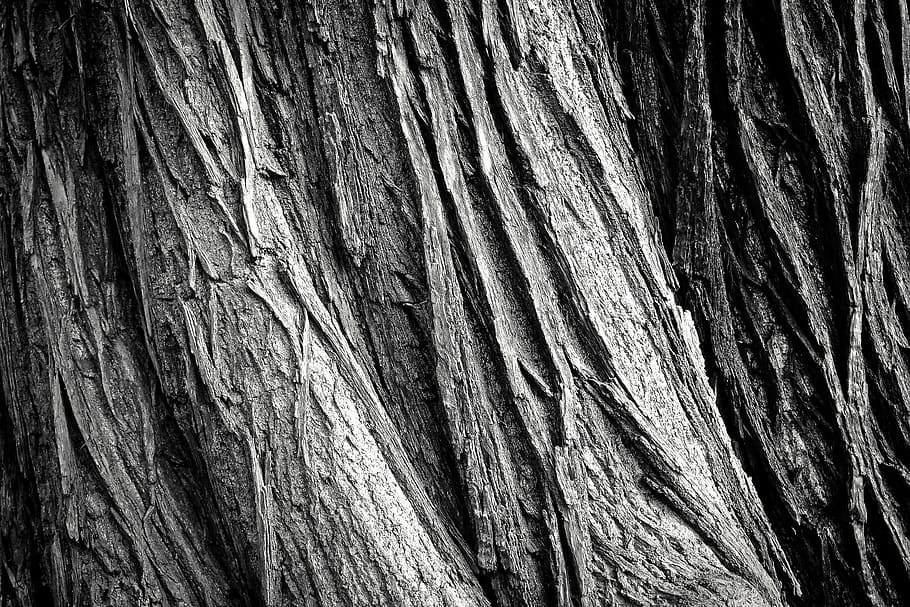 Gray Tree Trunk, background, bark, black, black-and-white, dirty HD wallpaper