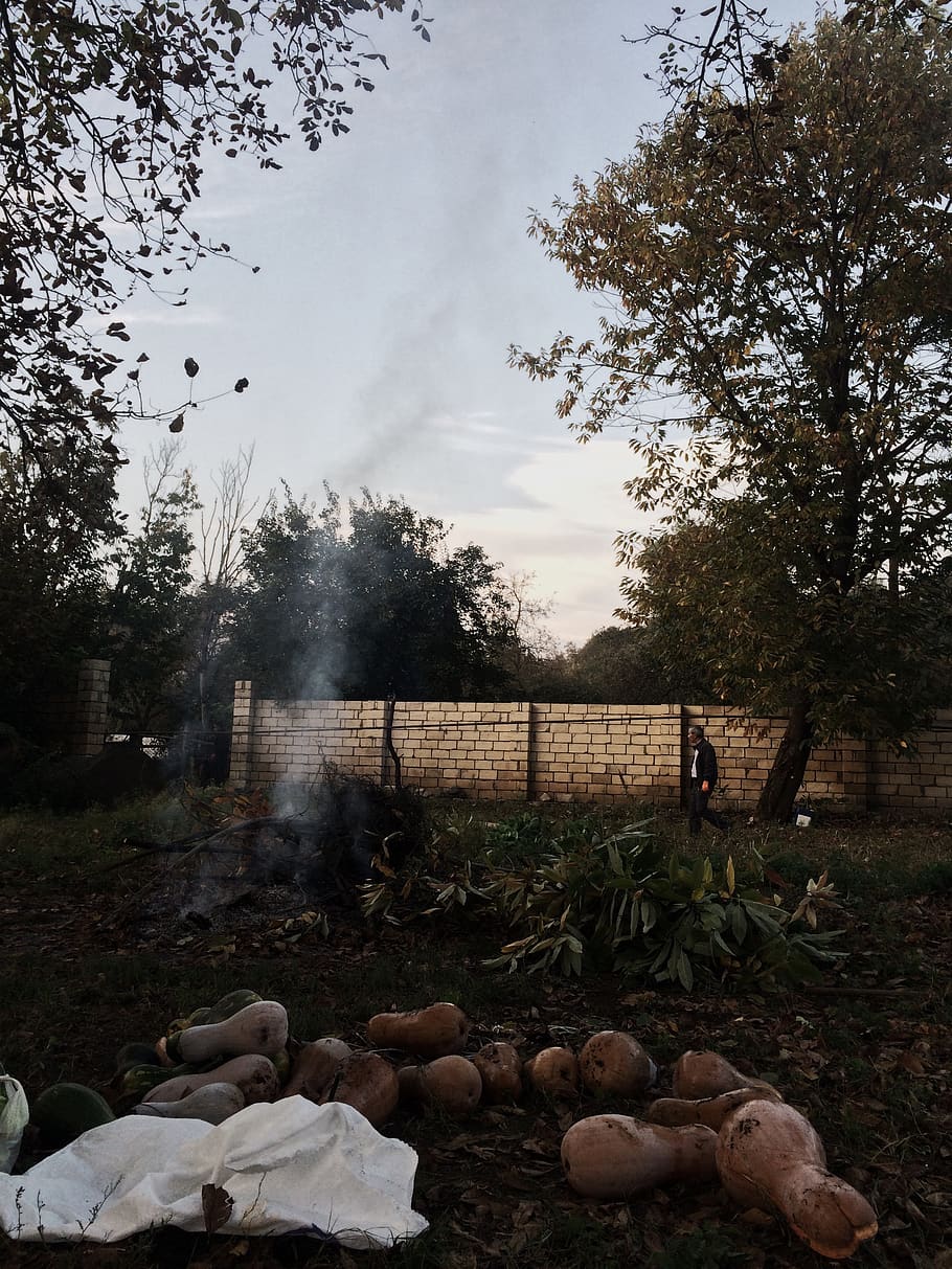 azerbaijan, gebele, trees, pumpkins, forest, garden, sky, plant HD wallpaper