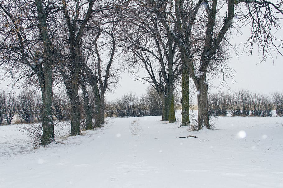 canada, snow, snowing, trees, cold temperature, winter, plant HD wallpaper