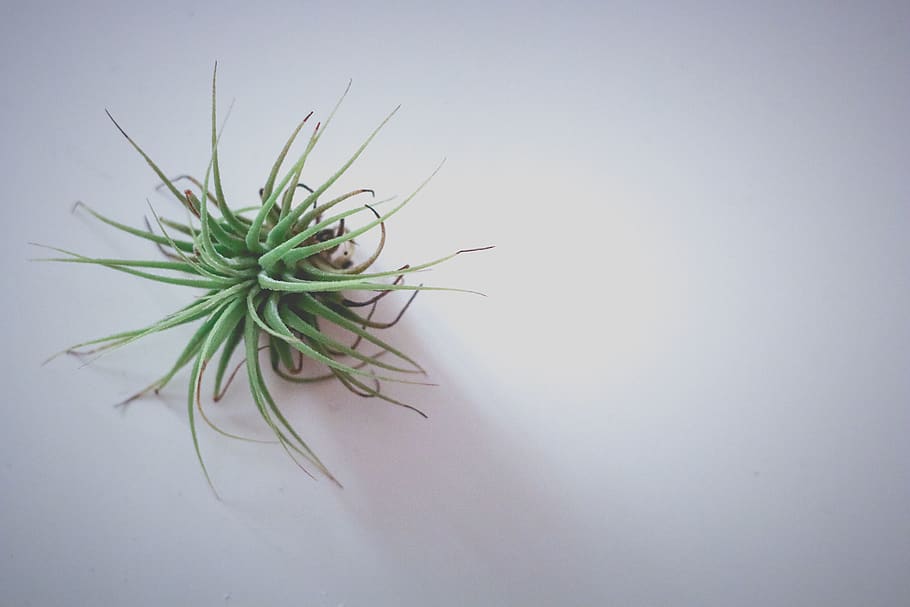 Green Plant, green color, studio shot, no people, growth, indoors HD wallpaper