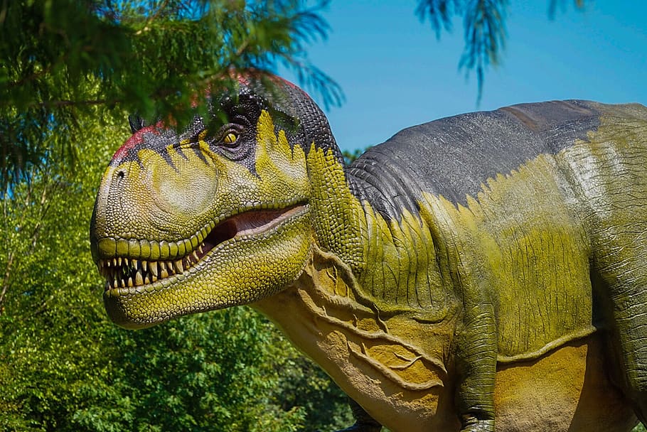 dinosaur, t-rex, predator, extinct, jurassic, animal themes HD wallpaper