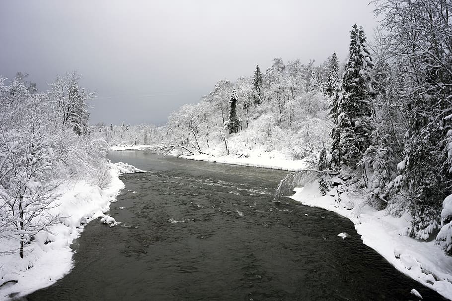 river, snow, tree, trees, winter, water, bieszczady, cold temperature HD wallpaper