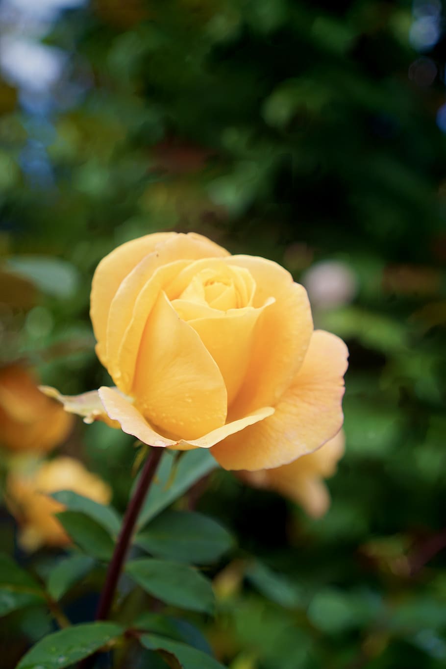 garden, rose, plant, flowering plant, beauty in nature, petal HD wallpaper