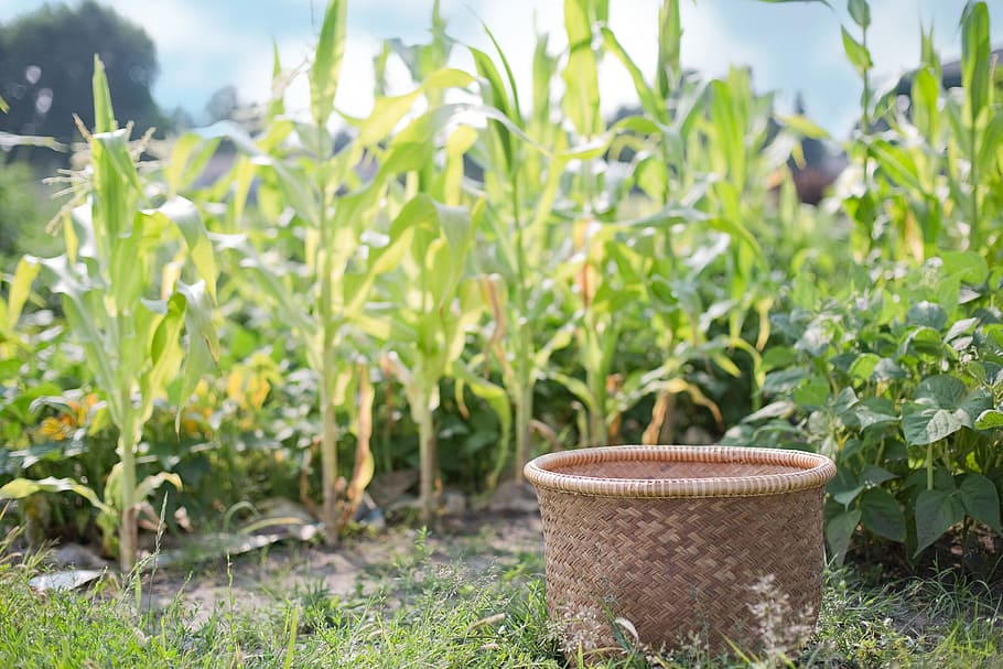 field, basket, object, wooden, carry, plant, growth, nature HD wallpaper
