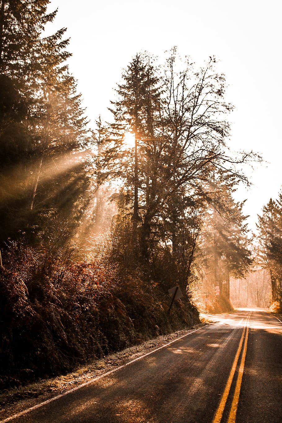 asphalt road, tree, the way forward, plant, direction, transportation HD wallpaper