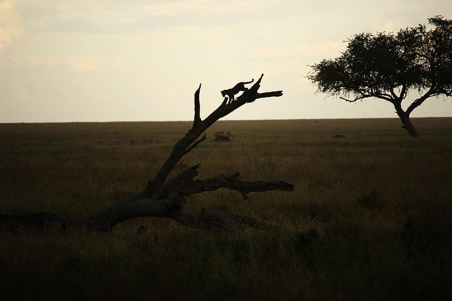 leopard, tree, plant, sky, nature, tranquility, no people, land HD wallpaper