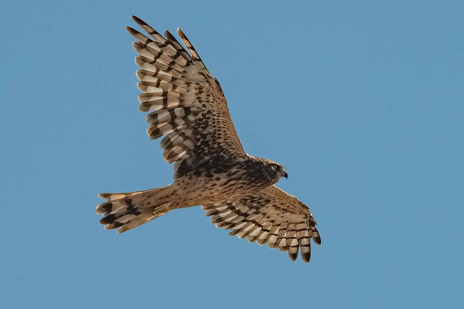 flying hawk, bird, sky, wing, nature, wildlife, feather, blue sky HD wallpaper