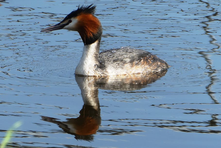 grebe, swimming, ditch, feathers, plumage, water, bird, poultry HD wallpaper