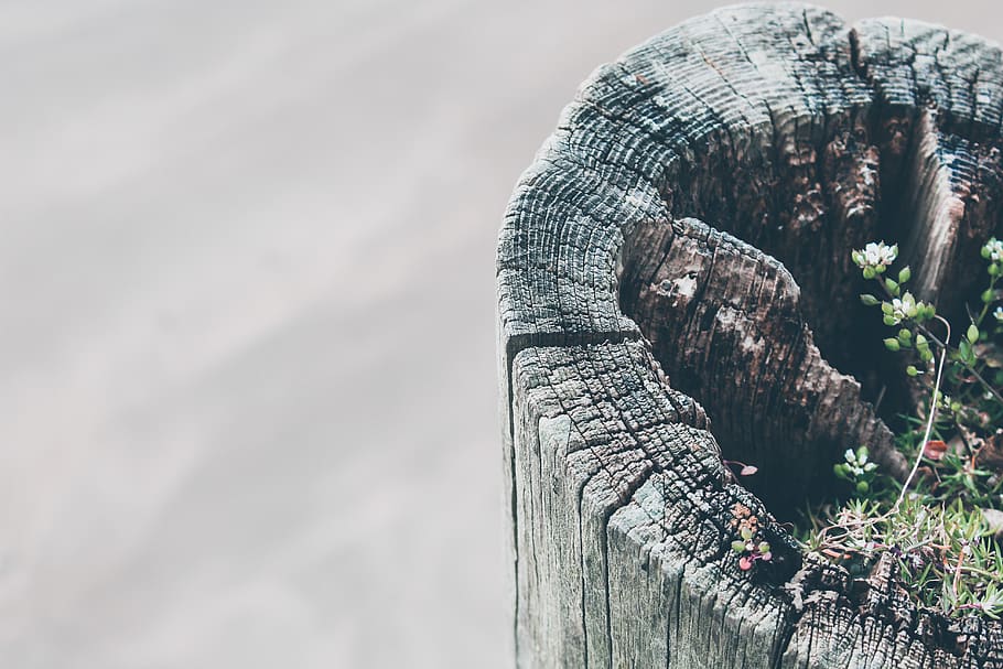 no people, nature, day, wood - material, plant, tree, tranquility HD wallpaper